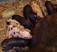 /album/teacup-pigs/piglets-06-13-2-215x199-jpg/